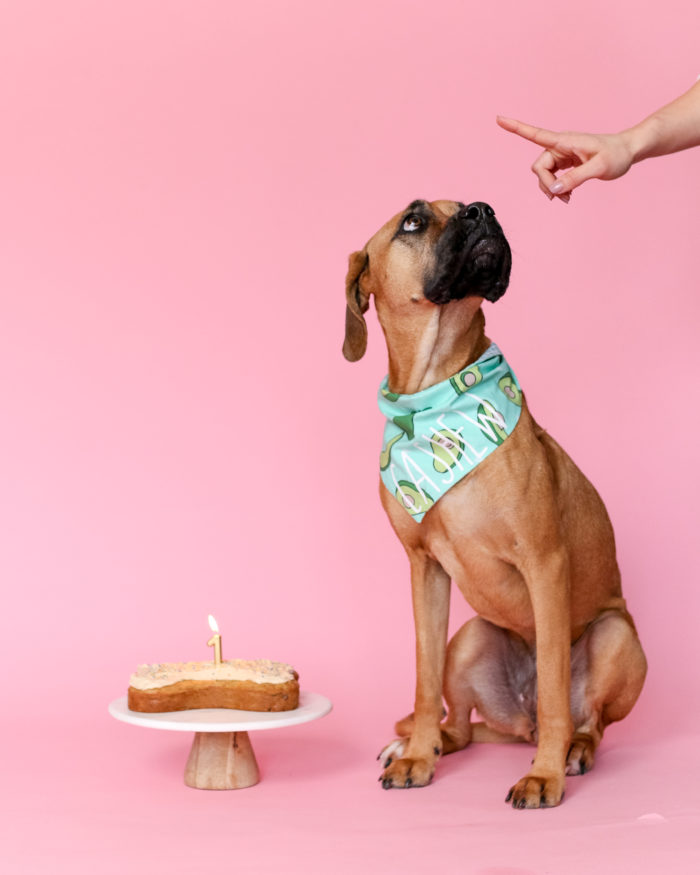 The Best Healthy Dog Cake that is perfect to make for any pawty! Made with all-natural ingredients like oats, peanut butter, and banana, your puppy will be sure to LOVE every bite!