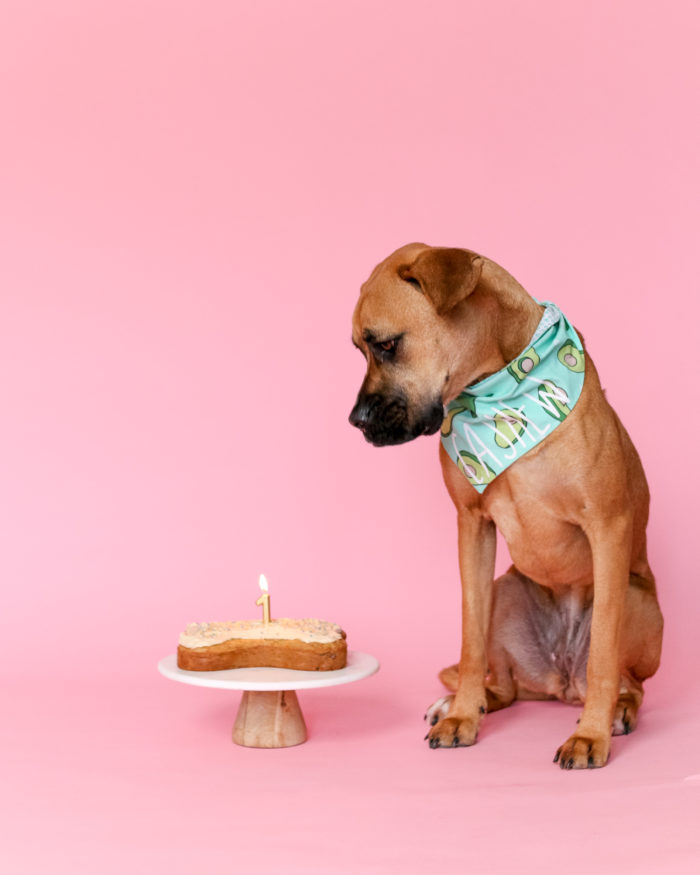 The Best Healthy Dog Cake that is perfect to make for any pawty! オーツ麦、ピーナッツバター、バナナなどの天然素材を使用し、子犬は一口食べるごとに好きになること間違いなし!