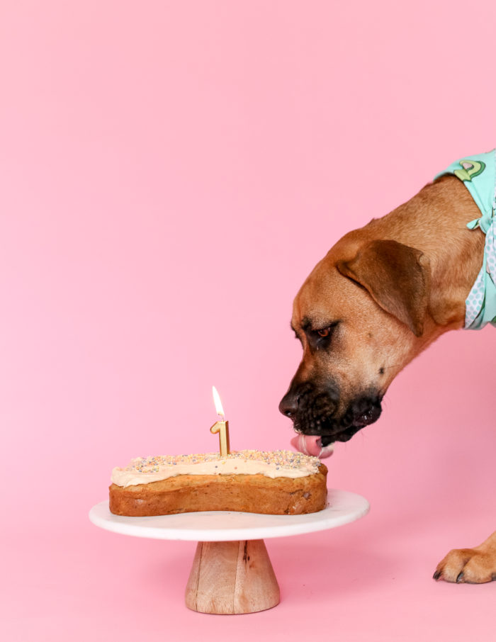 The Best Healthy Dog Cake that is perfect to make for any pawty! Made with all-natural ingredients like oats, peanut butter, and banana, your puppy will be sure to LOVE every bite!