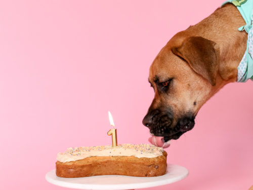 Dog Birthday Cake Pink Heart Treat | Banana Oat Puppy Food, Girls Dog Party, Christmas Or Celebration Snack