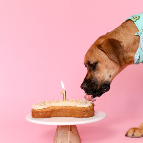 Yummy Cashew Butter and Banana Dog Birthday Cake